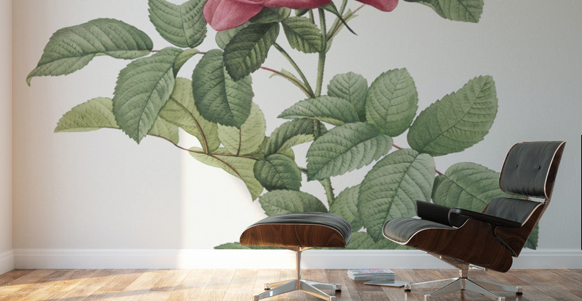 Red gallic rose Wall Murals