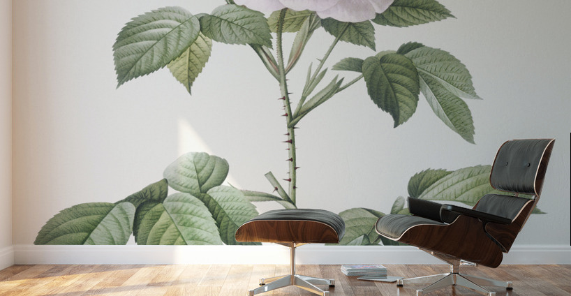 Vintage rosa alba Wall Murals