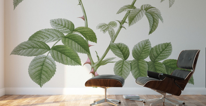 White flowered rose Wall Murals