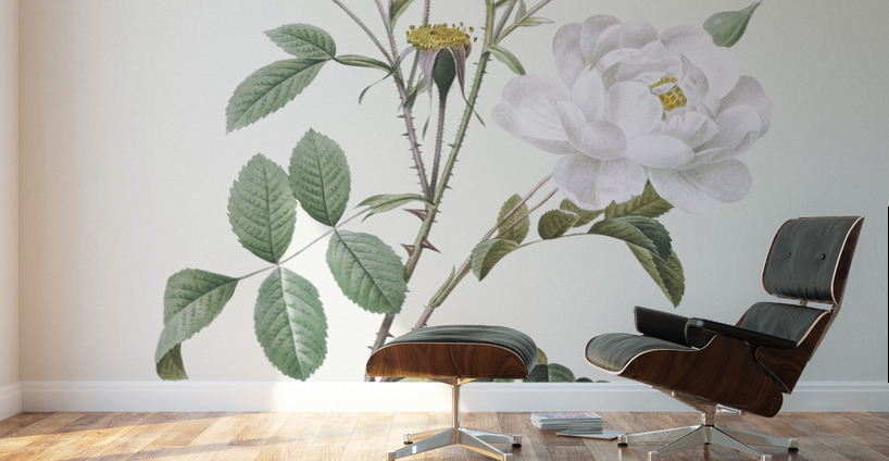 Vintage white rose Wall Murals