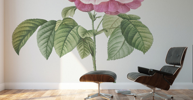 Speckled provins rose Wall Murals