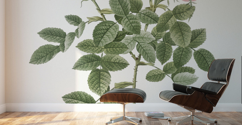 Small damask rose Wall Murals