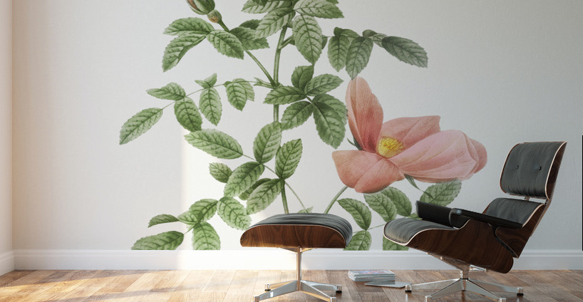 Pink provins rose Wall Murals