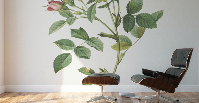 Blooming pink roses Wall Murals