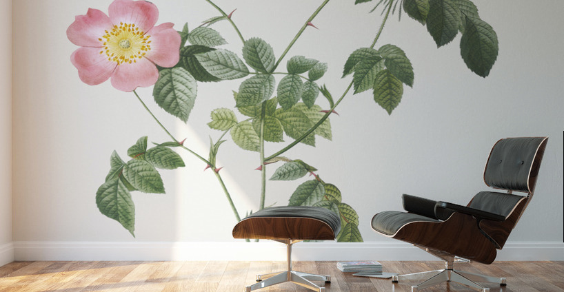 Pink Austrian copper rose Wall Murals