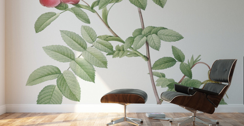 Pink alpine rose Wall Murals