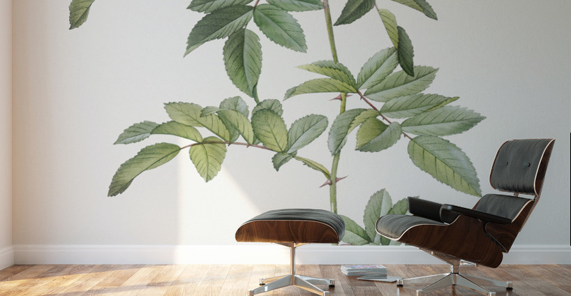 Rosa lucida rose Wall Murals