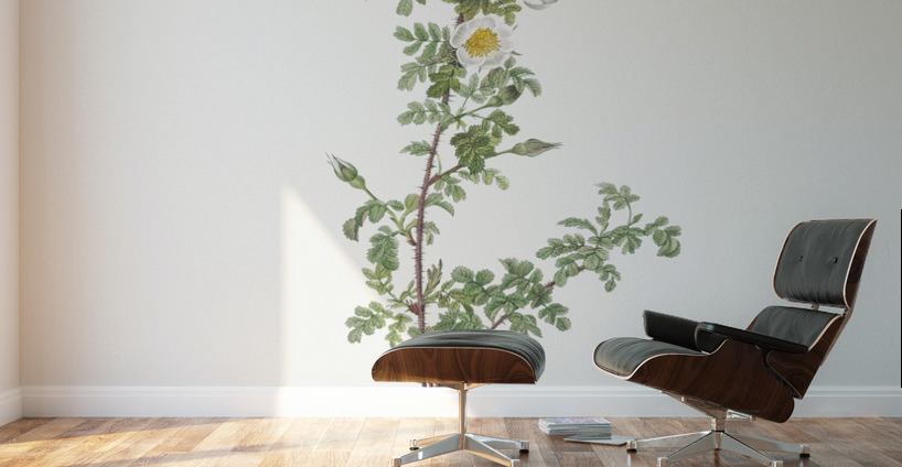 White burnet roses Wall Murals