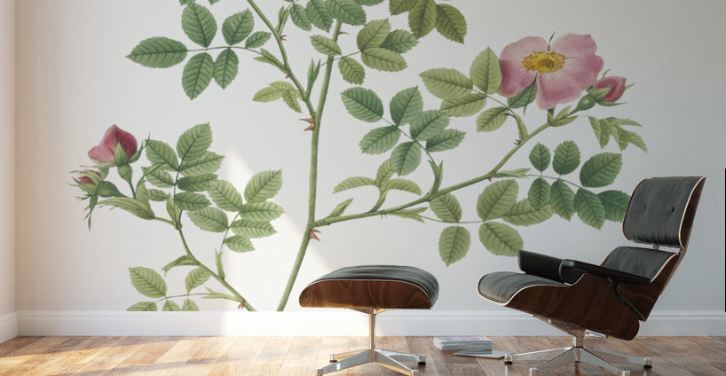 Vintage Provence rose Wall Murals