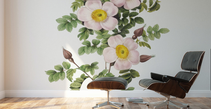 Vintage thornless Burnet rose Wall Murals