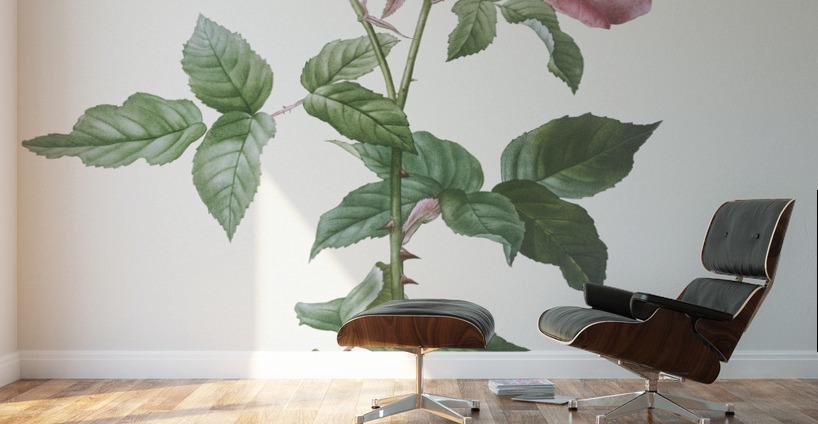 Blooming pink cabbage rose Wall Murals