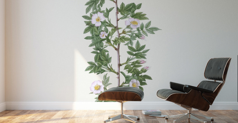 Burgundy cabbage rose in bloom Wall Murals