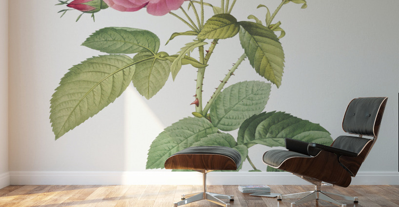 Pink roses in bloom Wall Murals