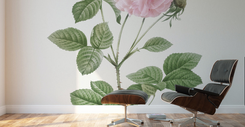 Pink agatha rose Wall Murals
