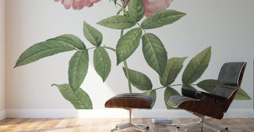 Hudson rose in bloom Wall Murals