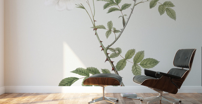 White field roses Wall Murals