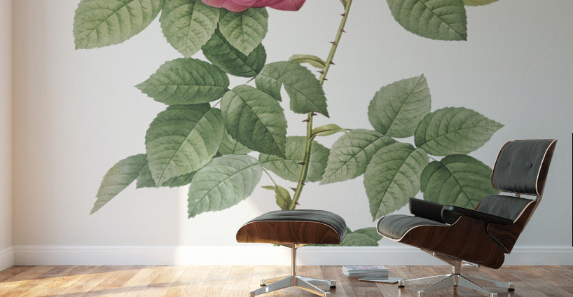 Pink bourbon roses Wall Murals