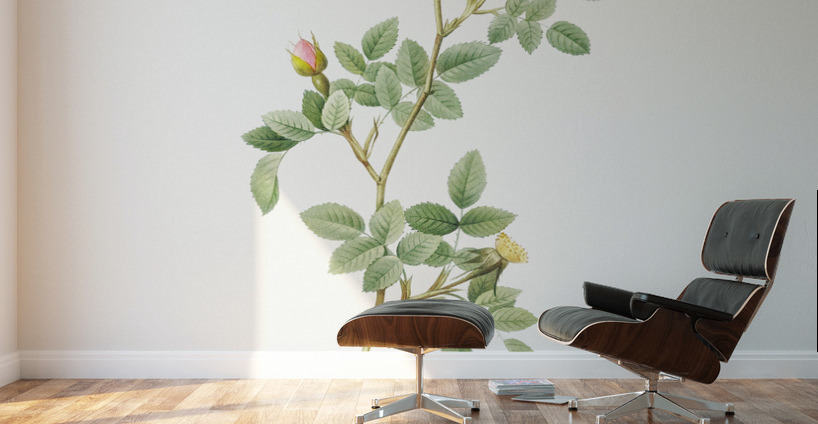 Blooming pink roses Wall Murals