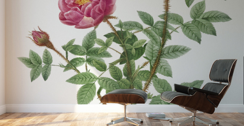 Anemone flowered rose Wall Murals