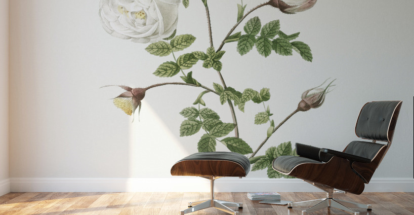 Hispid rose in bloom Wall Murals