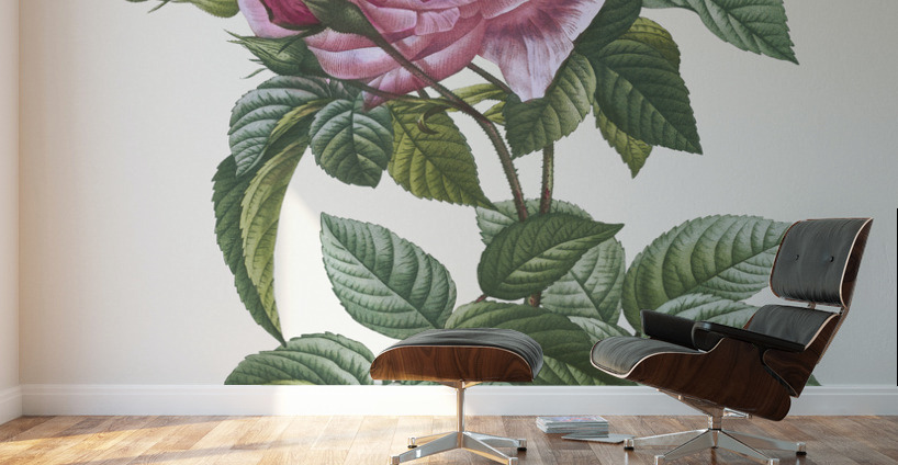 Vintage cabbage rose poster Wall Murals