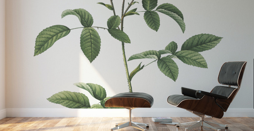 Stapelia rose in bloom Wall Murals