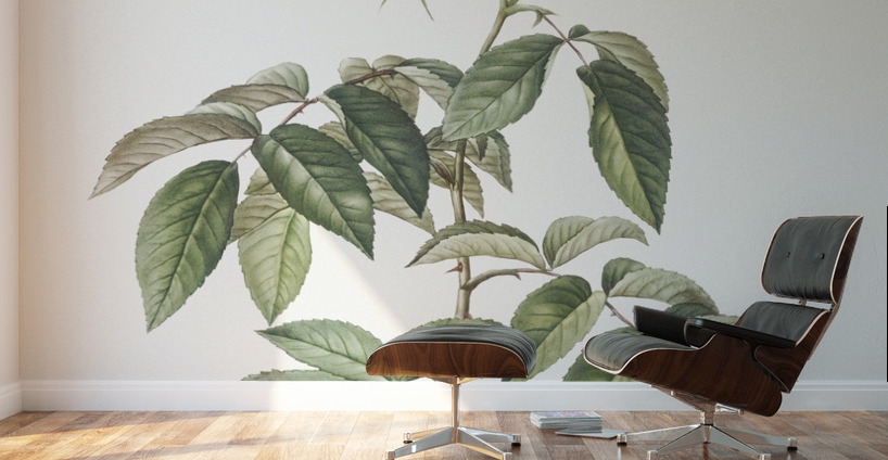 Blooming musk roses Wall Murals