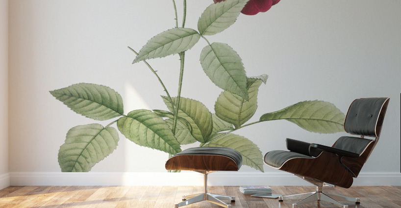 Vintage china rose Wall Murals