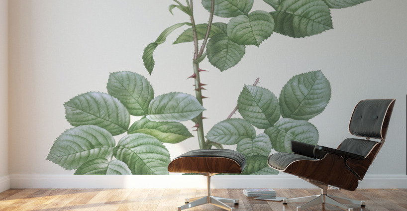 White climbing rose Wall Murals