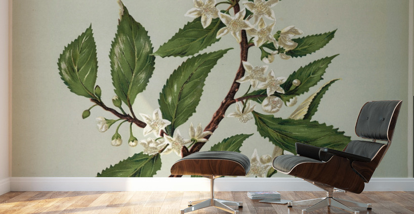 Sarah Featon 018 Wall Murals