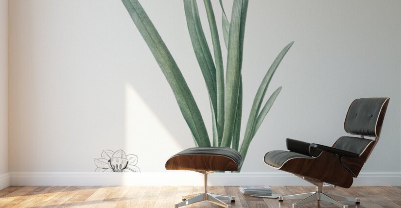 Daffodil illustration  Wall Murals