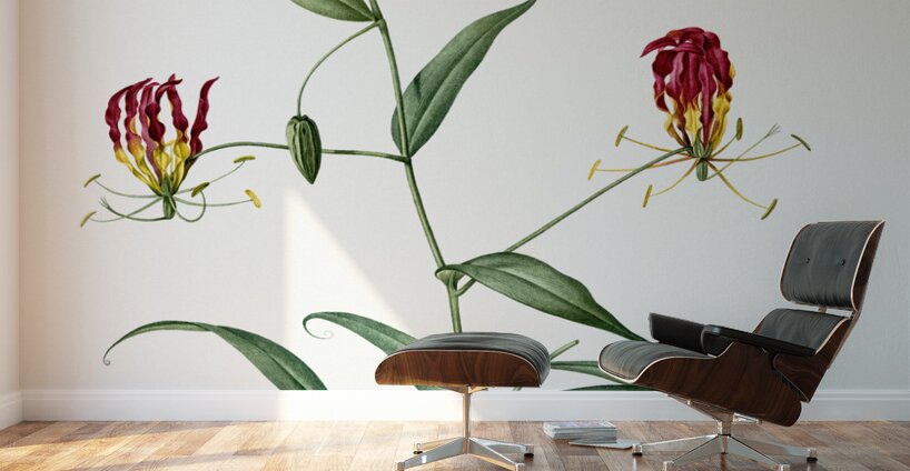 Flame lily illustration  Wall Murals