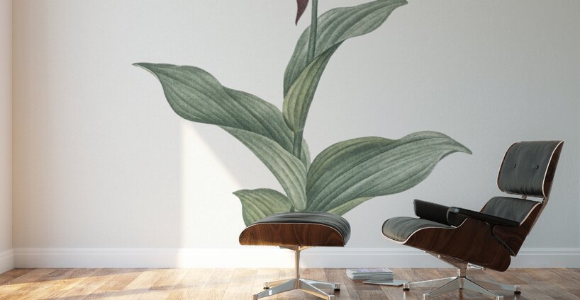 Lady slipper orchid illustration  Wall Murals