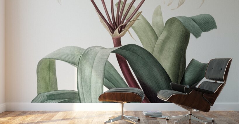 Crinum erubescens illustration  Wall Murals
