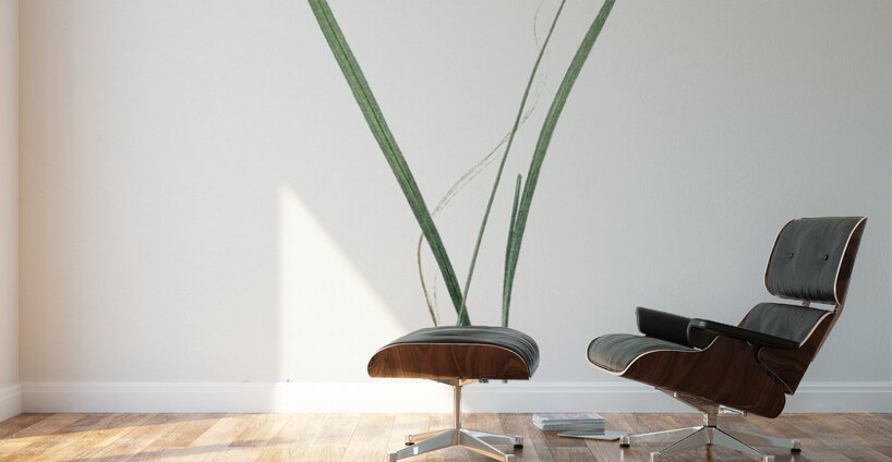 Ixia longiflora illustration  Wall Murals