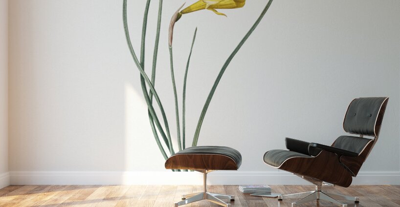 Daffodil illustration  Wall Murals