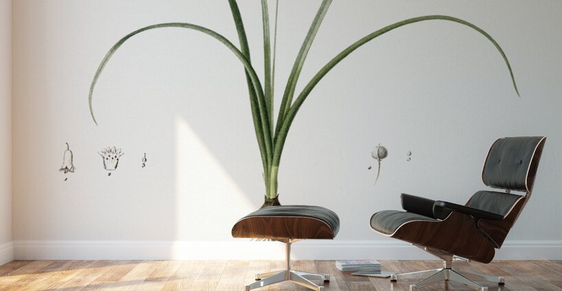 Brimeura illustration  Wall Murals