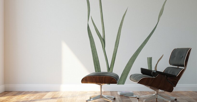 Gladiolus cunonius illustration  Wall Murals