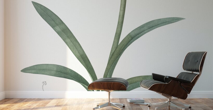 Amaryllis illustration  Wall Murals