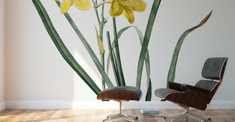 Daylily illustration  Wall Murals