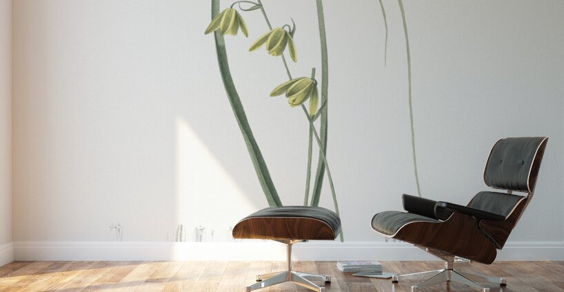 Albuca illustration Wall Murals