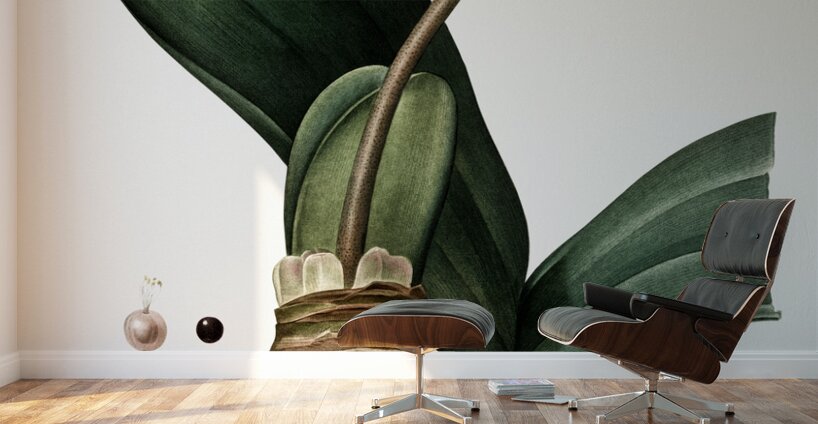 Blood lily illustration  Wall Murals