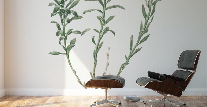 Lily of the Incas illustration  Wall Murals