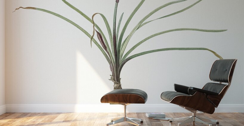 Rain lily illustration  Wall Murals