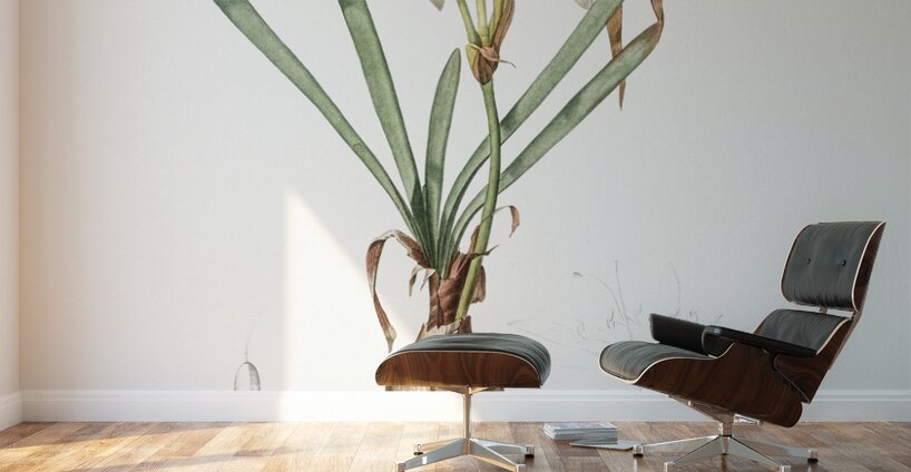 Sea daffodil illustration  Wall Murals