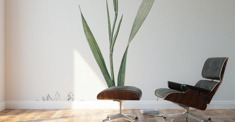 Gladiolus cuspidatus illustration  Wall Murals