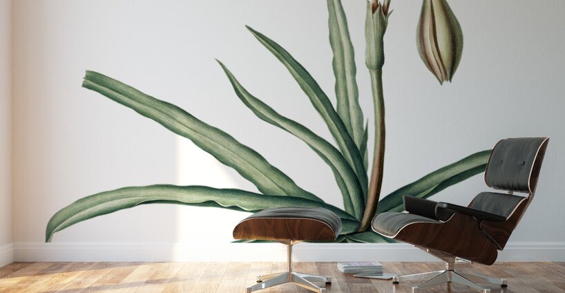 Amaryllis Broussonetii illustration  Wall Murals