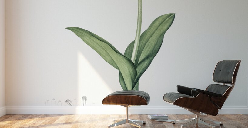 Lachenalia pendula illustration  Wall Murals