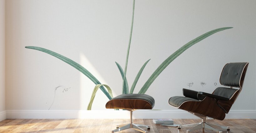 Amaryllis undulata illustration  Wall Murals