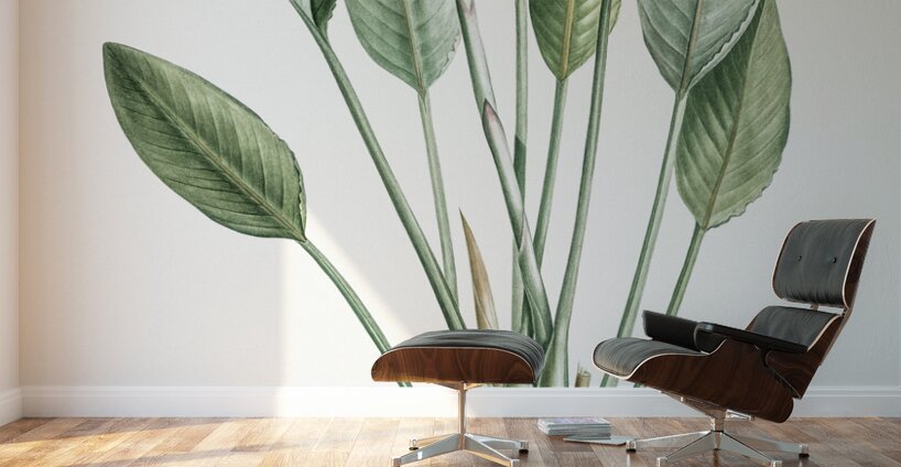 Bird of paradise illustration  Wall Murals